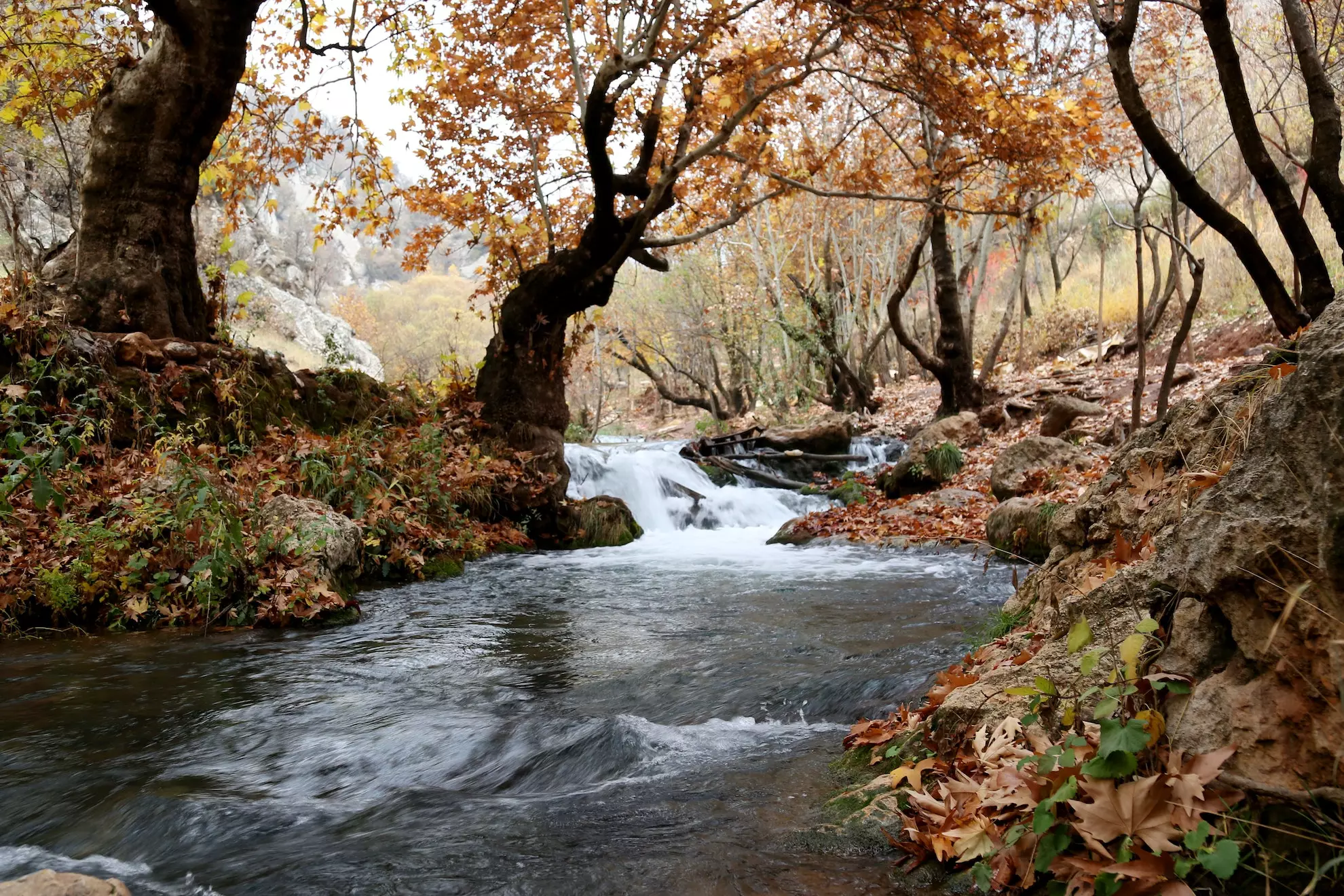 Photo of a river with trees