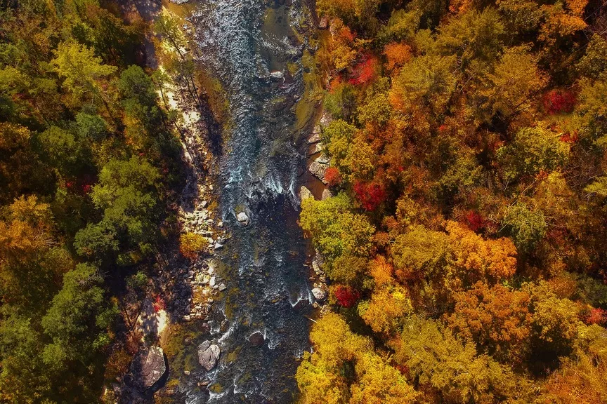 River flowing through foliag